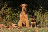 AIREDALE TERRIER 039